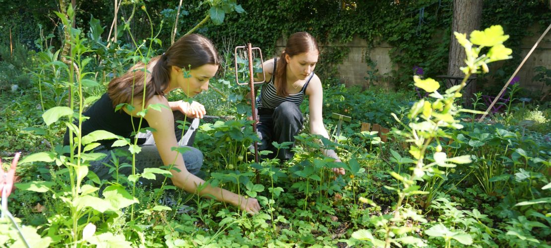 Unkraut? Gibt es hier nicht!