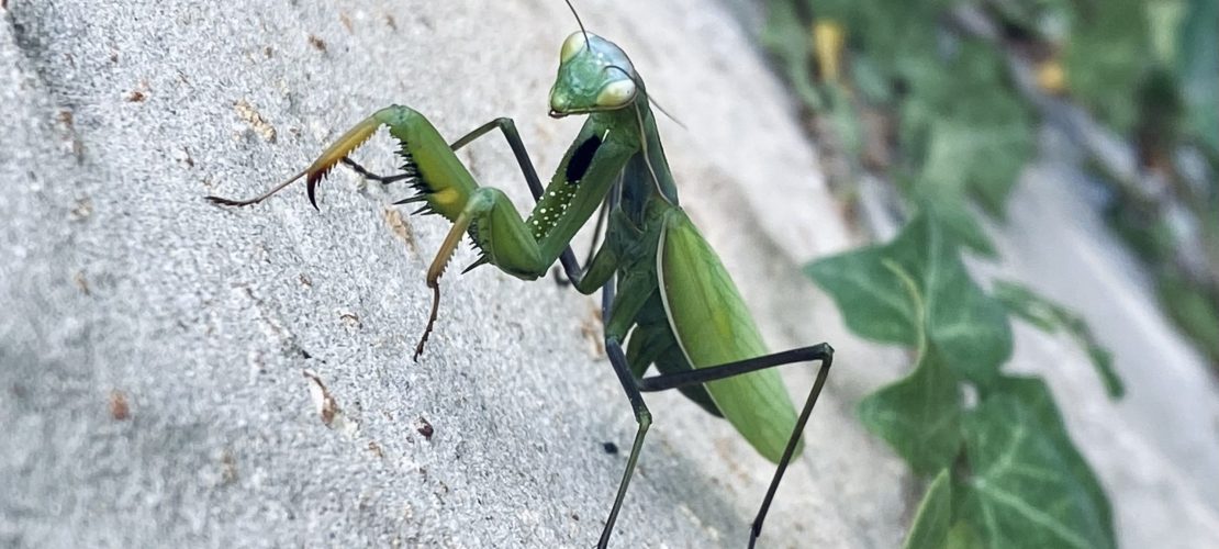 Gottesanbeterinnen leben gut getarnt