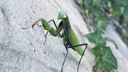 Gottesanbeterinnen leben gut getarnt
