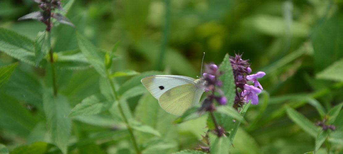 Schmetterlinge mögen es wild