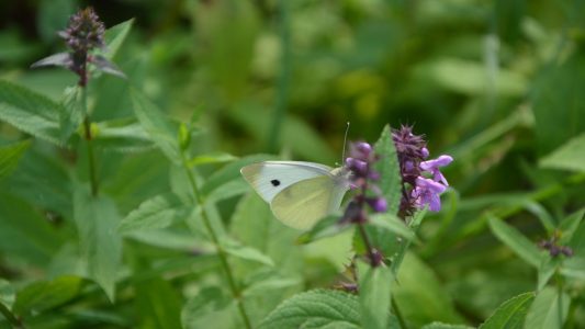 Schmetterlinge mögen es wild
