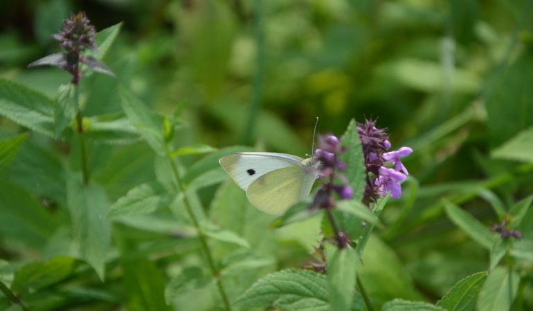 Schmetterlinge mögen es wild