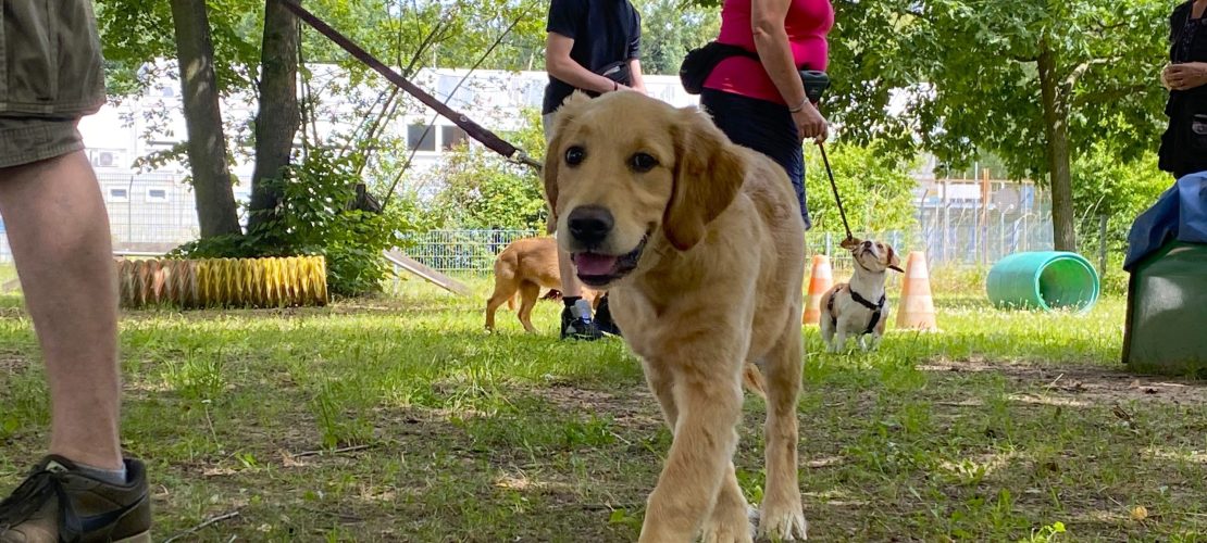 Schule für Hunde und Menschen