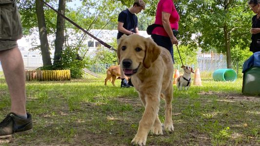 Schule für Hunde und Menschen