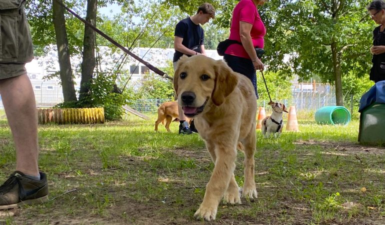 Schule für Hunde und Menschen