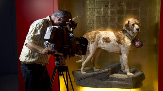 Berühmtheiten auf vier Pfoten