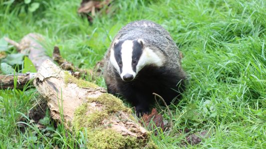 Dachs, der Baumeister