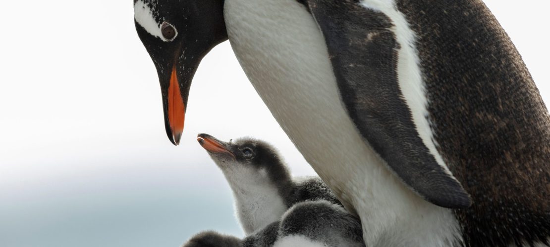 Eisige Welt für Pinguine