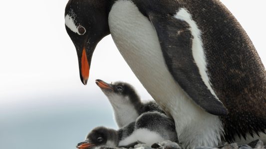 Eisige Welt für Pinguine