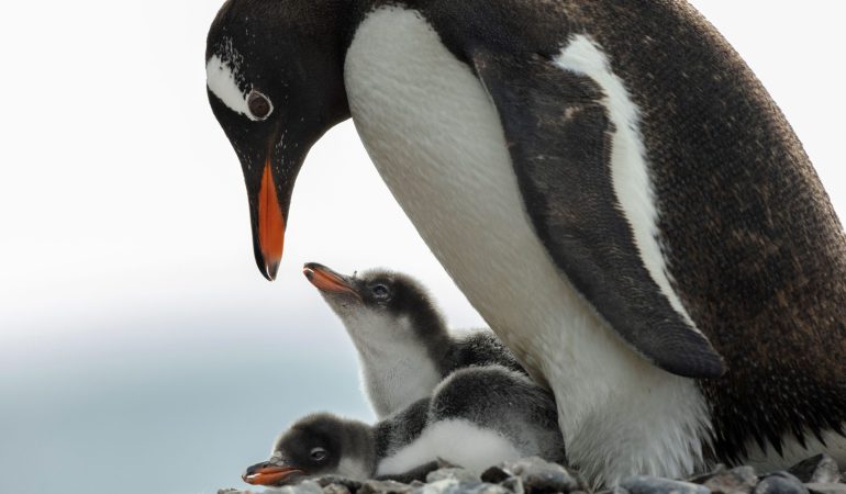 Eisige Welt für Pinguine