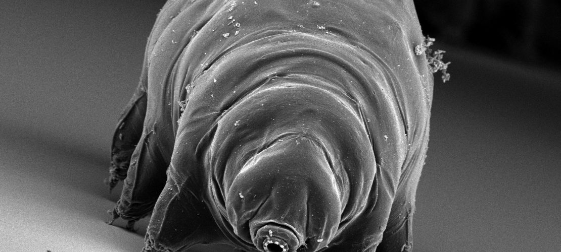 Winzling mit Superkräften