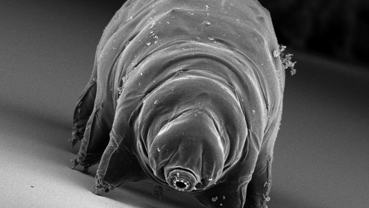 Winzling mit Superkräften