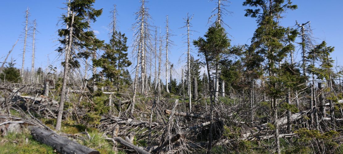 Wichtiger Lebensraum