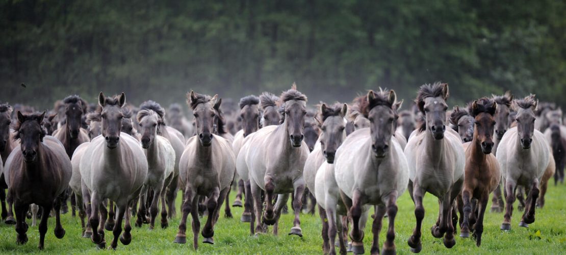 Wilde Pferde