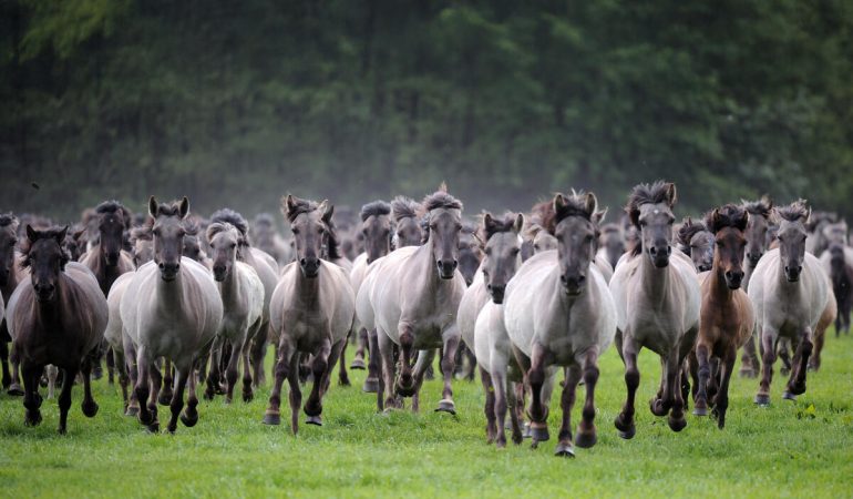 Wilde Pferde