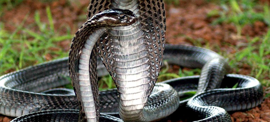 Mehr als 200 Schlangenbisse überlebt