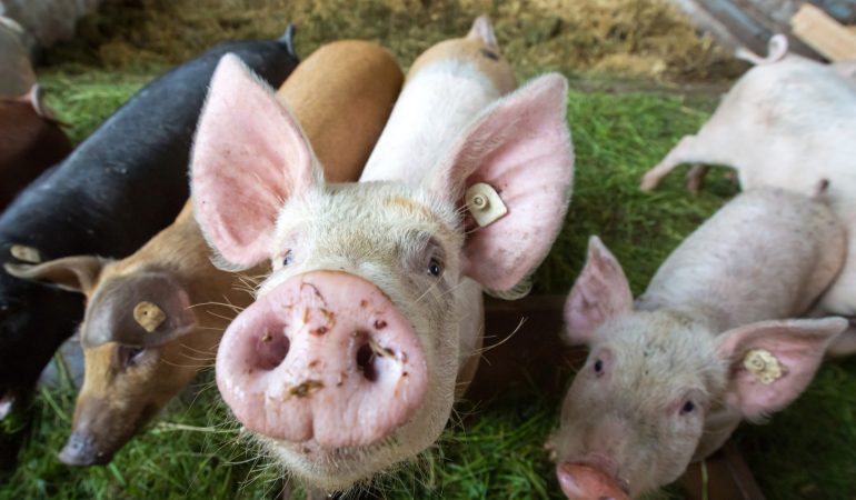 Tiere vor Gericht