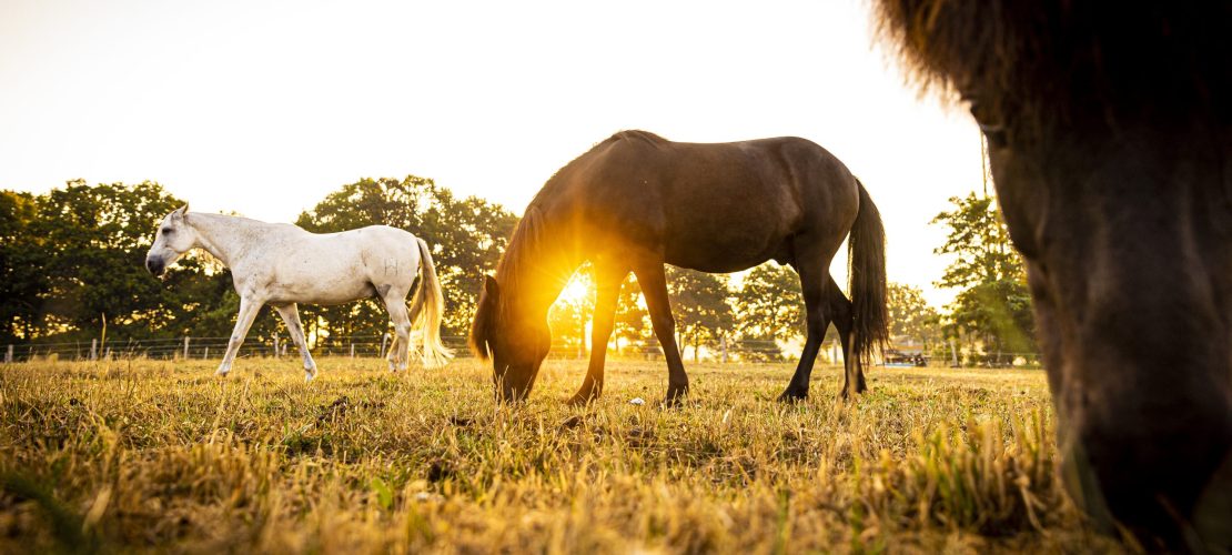 Tiere mit Sonnenbrand