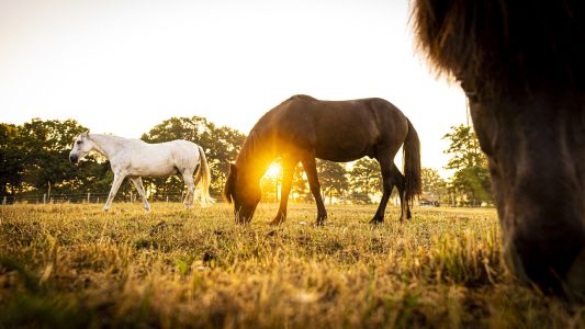 Tiere mit Sonnenbrand