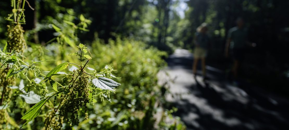 Schnelle Hilfe vom Wegesrand