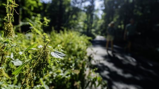 Schnelle Hilfe vom Wegesrand
