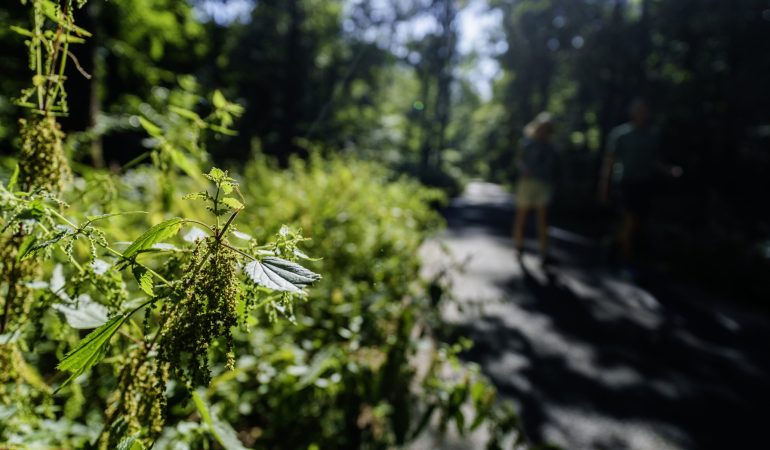 Schnelle Hilfe vom Wegesrand