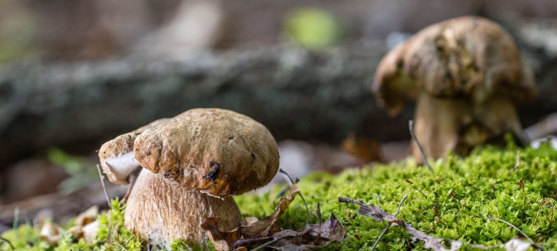 Zwei Sommersteinpilze wachsen im Wald.