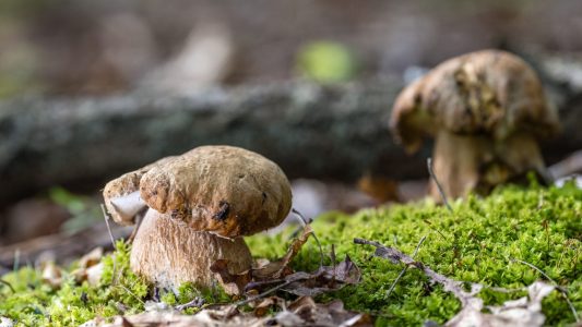 Zwei Sommersteinpilze wachsen im Wald.
