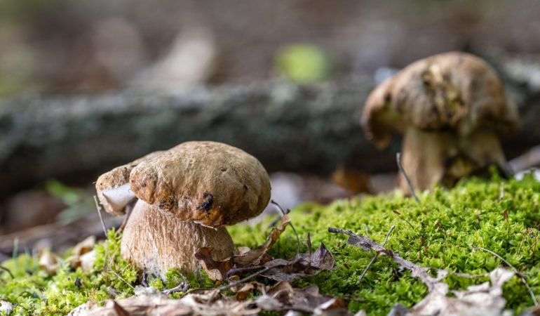 Zwei Sommersteinpilze wachsen im Wald.