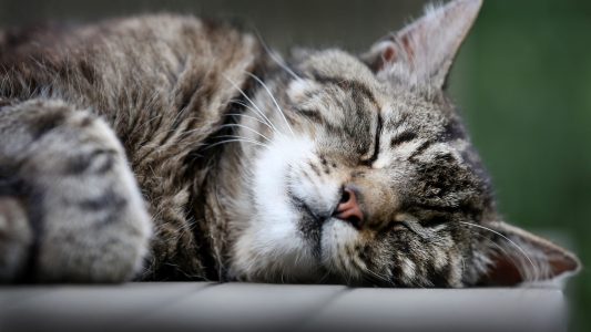 Ausflug zur Katzen-Insel