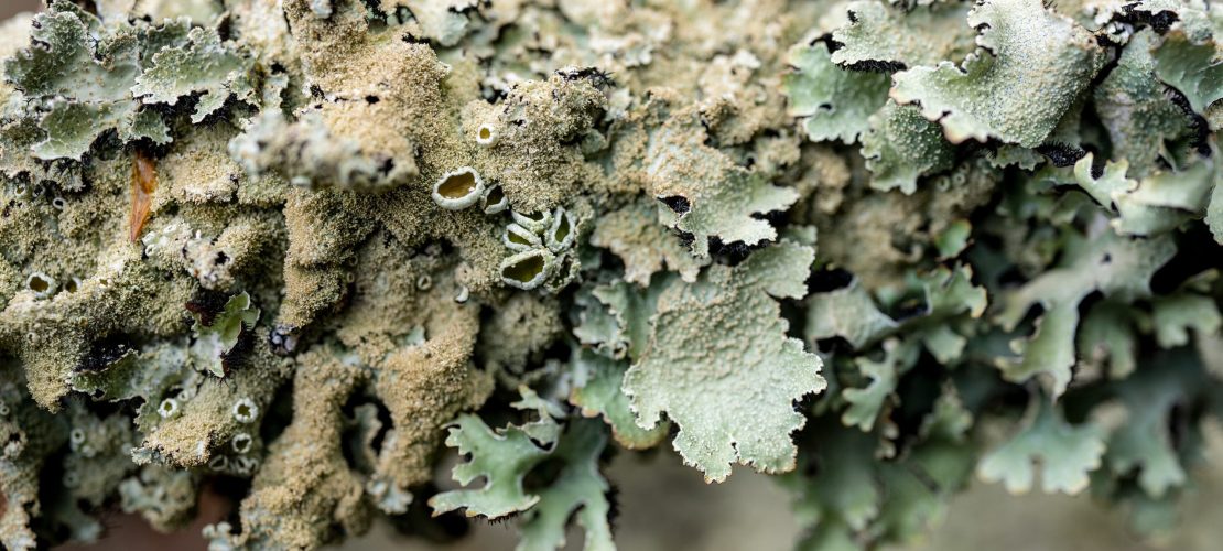 Spannende Doppelwesen