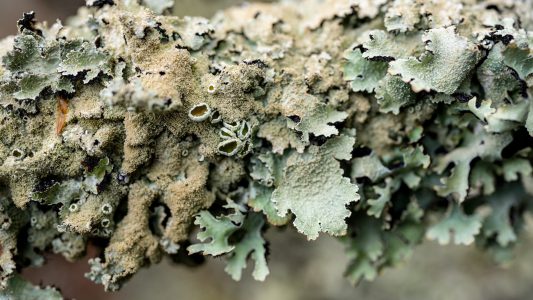 Spannende Doppelwesen