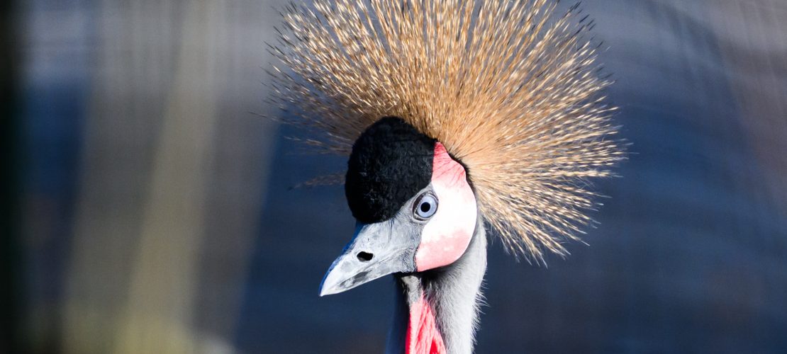 Auszeichnung für den Glücksbringer