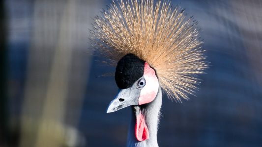 Auszeichnung für den Glücksbringer