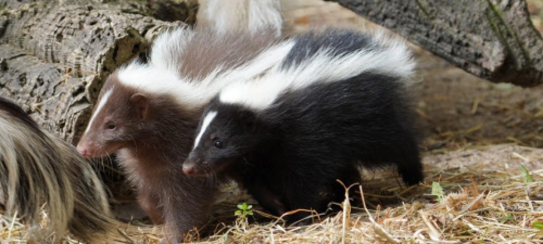 Das liest du in der neuen Duda