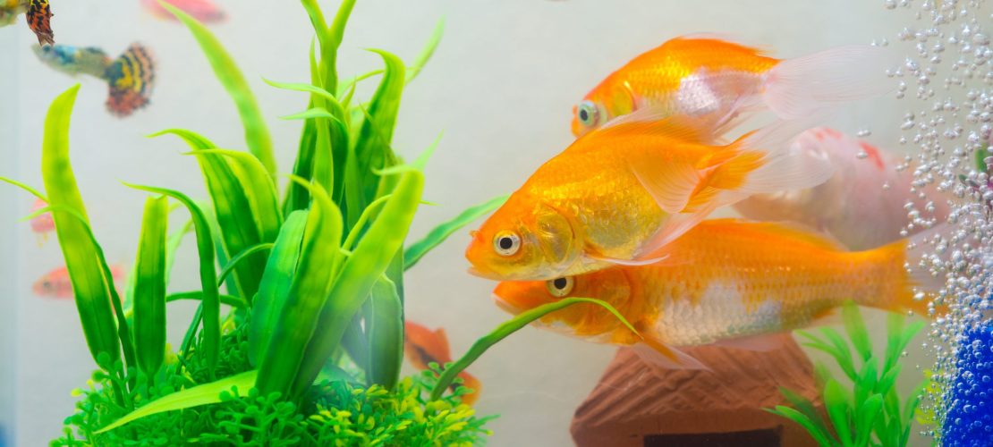 Das liest du in der neuen Duda