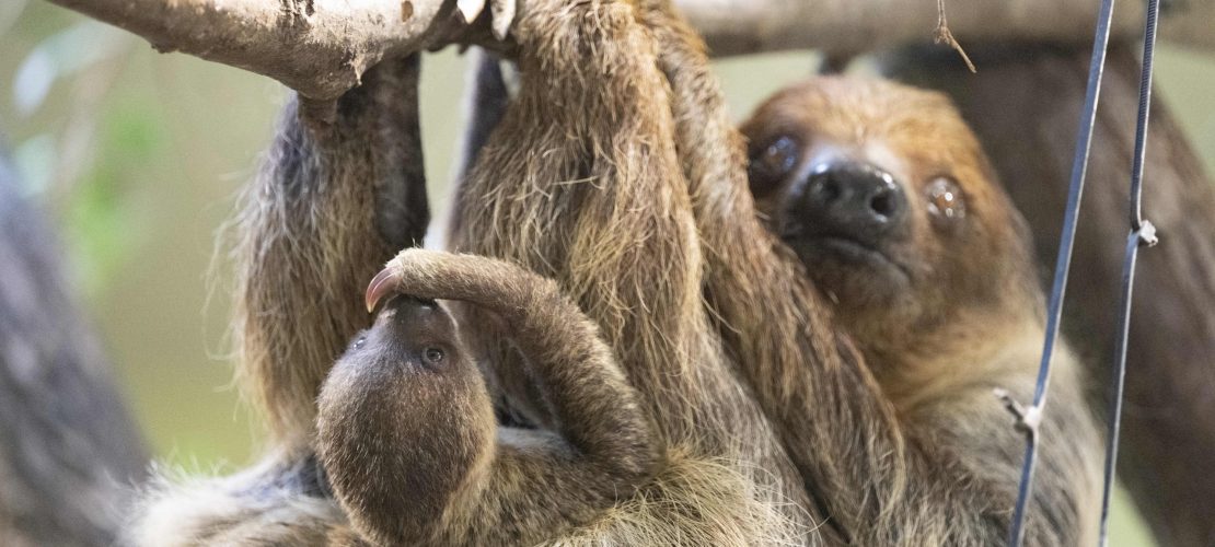 Das liest du in der neuen Duda